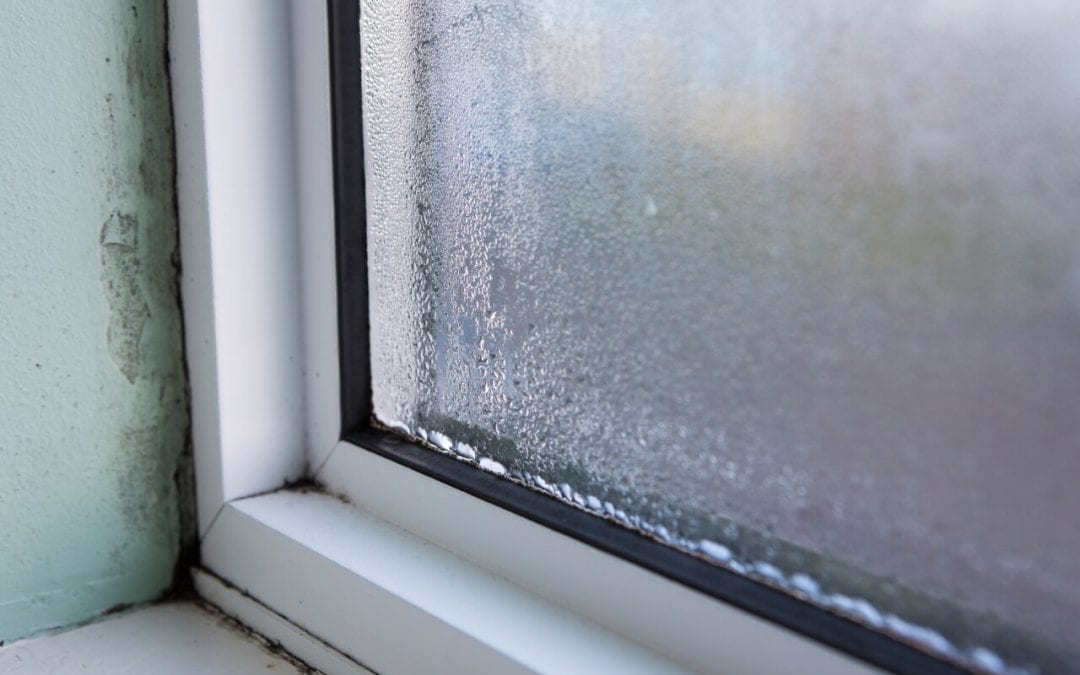condensation can contribute to mold growth